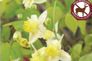 Epimedium 'Sulphureum' 